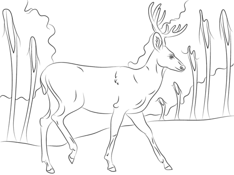 Walking Mule Deer Coloring Page